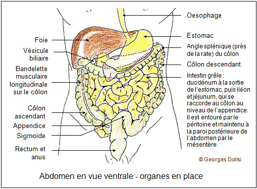 Anatomie du ventre